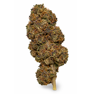 Blueberry – Fleurs de CBD Indoor
