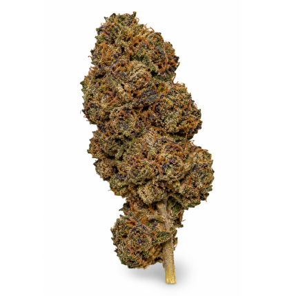 Blueberry – Fleurs de CBD Indoor