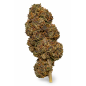 Blueberry – Fleurs de CBD Indoor