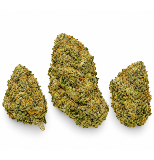 Amnesia Cryo – Fleurs de CBD Indoor
