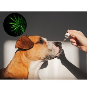 Huile de CBD pour gros chiens (6%) à l'huile de saumon, sans THC, 10ml