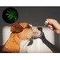 Huile de CBD pour gros chiens (6%) à l'huile de saumon, sans THC, 10ml Huile de CBD pour gros chiens (6%) à l'huile de saumon, sans THC, 10ml