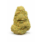 MIMOSA - INDOOR MIMOSA - INDOOR