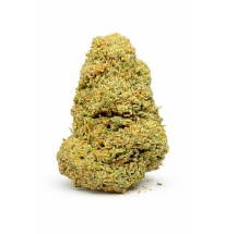 MIMOSA - INDOOR
