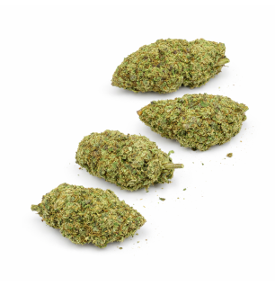 MIMOSA - INDOOR