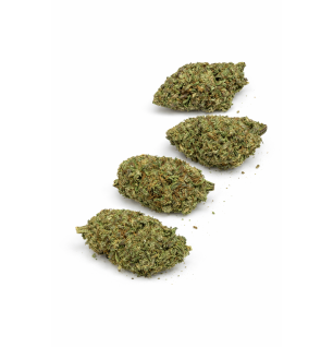 MOTOR BREATH - INDOOR
