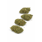MOTOR BREATH - INDOOR MOTOR BREATH - INDOOR