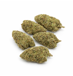 CANDY GAS - INDOOR