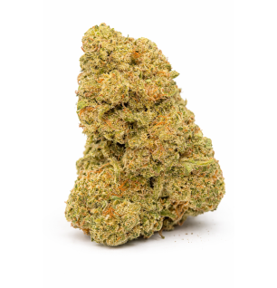 TROPICAL RUNTZ - INDOOR