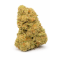 TROPICAL RUNTZ - INDOOR TROPICAL RUNTZ - INDOOR
