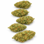 TROPICAL RUNTZ - INDOOR TROPICAL RUNTZ - INDOOR