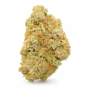 APPLE FRITTER - HYDROPONIC