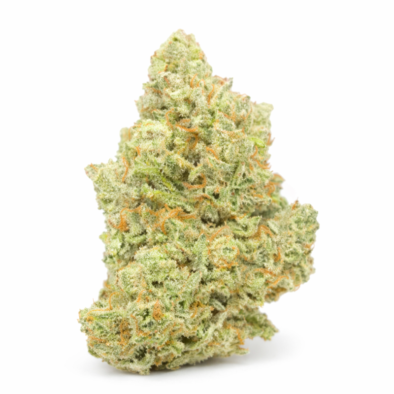 AMNESIA - HYDROPONIC