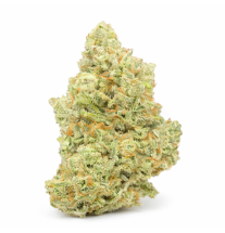 AMNESIA - HYDROPONIC