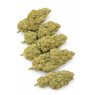 FROSTED SUNSET - HYDROPONIC