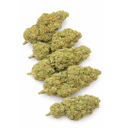 FROSTED SUNSET - HYDROPONIC