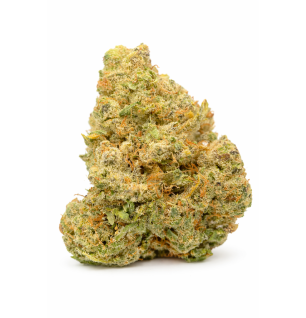 NORTHERN LIGHT - HYDROPONIC