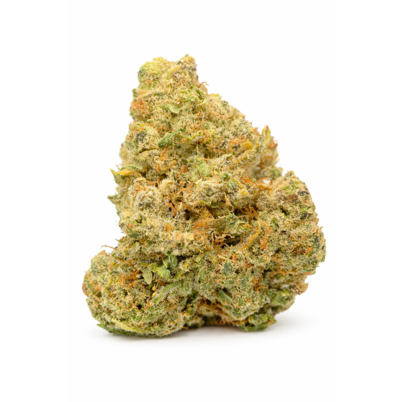 NORTHERN LIGHT - HYDROPONIC NORTHERN LIGHT - HYDROPONIC