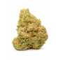 NORTHERN LIGHT - HYDROPONIC NORTHERN LIGHT - HYDROPONIC