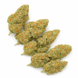 GIRL SCOUT COOKIE - HYDROPONIC GIRL SCOUT COOKIE - HYDROPONIC