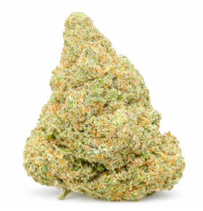 GLOOKIE - HYDROPONIC