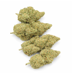 GLOOKIE - HYDROPONIC