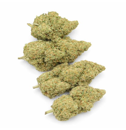 GLOOKIE - HYDROPONIC