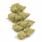 GLOOKIE - HYDROPONIC GLOOKIE - HYDROPONIC