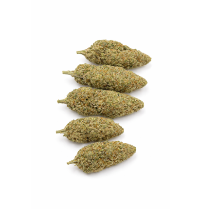 GRAPE N CHEESE - HYDROPONIC