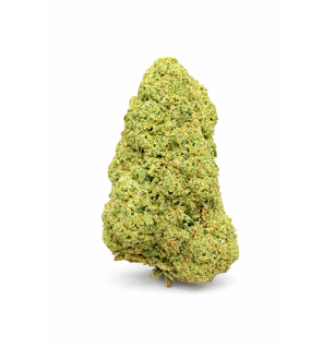 GREEN CRACK - HYDROPONIC