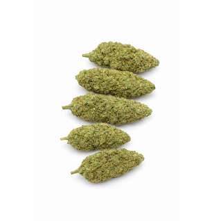 GREEN CRACK - HYDROPONIC