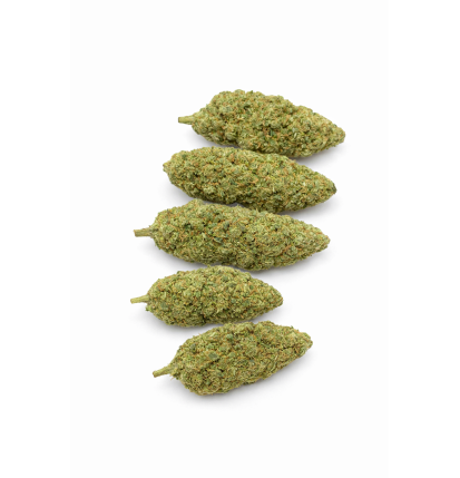 GREEN CRACK - HYDROPONIC