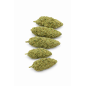 GREEN CRACK - HYDROPONIC GREEN CRACK - HYDROPONIC