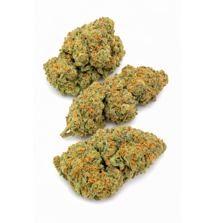 MAC 1 - HYDROPONIC