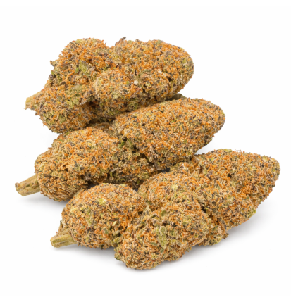 PURPLE PUNCH - HYDROPONIC