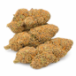 PURPLE PUNCH - HYDROPONIC PURPLE PUNCH - HYDROPONIC