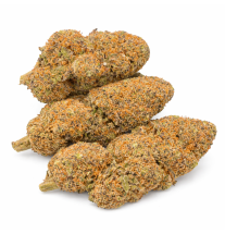 PURPLE PUNCH - HYDROPONIC
