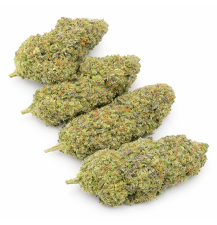 WEDDING CRASHER - HYDROPONIC