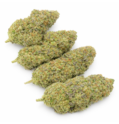 WEDDING CRASHER - HYDROPONIC