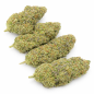 WEDDING CRASHER - HYDROPONIC WEDDING CRASHER - HYDROPONIC