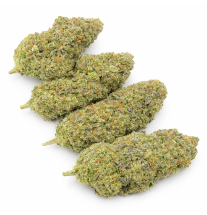 WEDDING CRASHER - HYDROPONIC