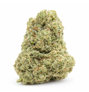 WHITE RHINO - HYDROPONIC