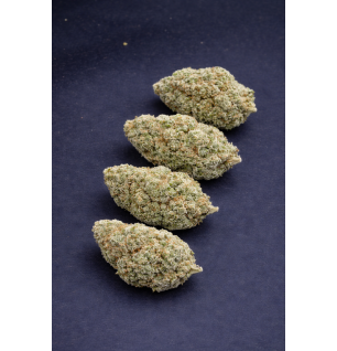 WHITE RHINO - HYDROPONIC