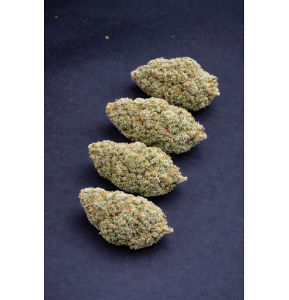 WHITE RHINO - HYDROPONIC