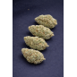 WHITE RHINO - HYDROPONIC WHITE RHINO - HYDROPONIC