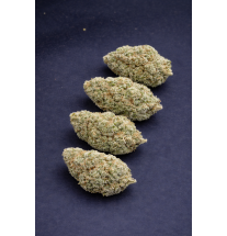WHITE RHINO - HYDROPONIC