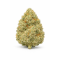 LIBERTY HAZE - HYDROPONIC
