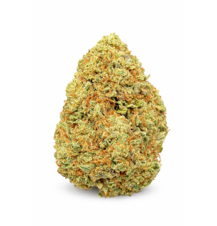 BUDDHA CARAMEL - GLASSHOUSE