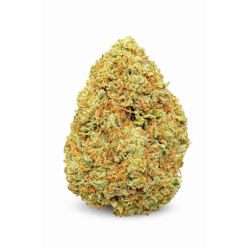 BUDDHA CARAMEL - GLASSHOUSE