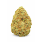 BUDDHA CARAMEL - GLASSHOUSE